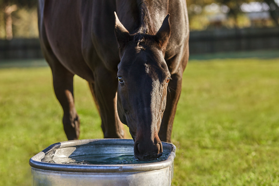 black horse drinking out of water trough in pasture 