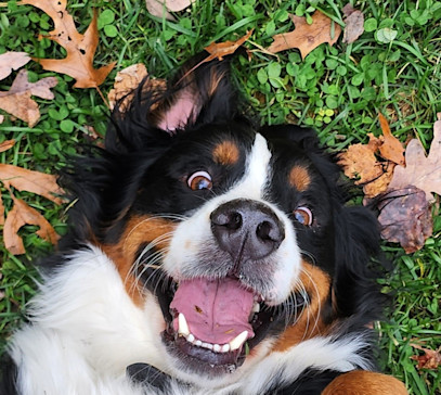 3-Ingredient Dog Treats for Sensitive Stomachs