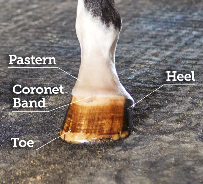 diagram showing the anatomy of a horse hoof and lower leg