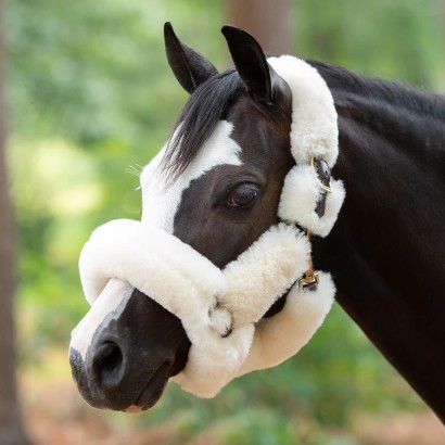 A white fleece shipping halter on a pony