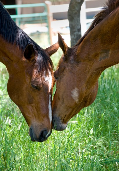 two bay horses touching nose to nose