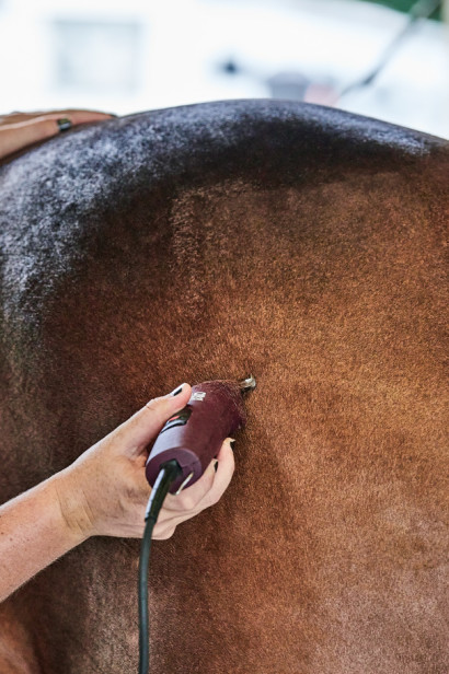 body clipping a horse's hindquarters