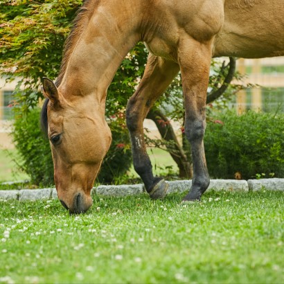 a close up of the head, neck, shoulders, and front legs of a buckskin mare grazing on green grass 