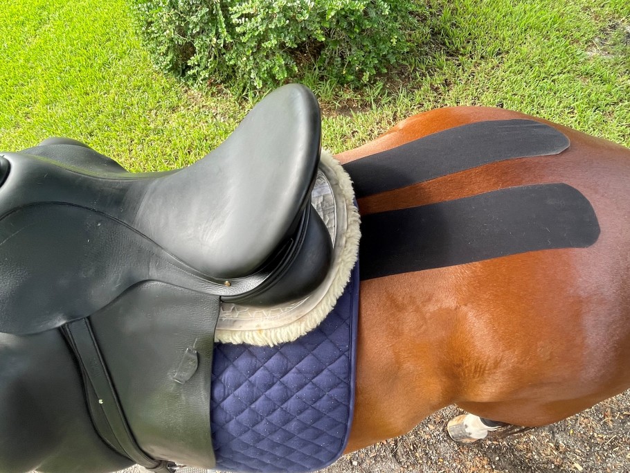 elastic therapeutic tape on horse's back and croup under saddle