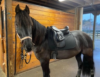 Morgan horse in barn outfitted in dressage saddle