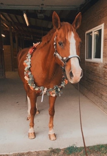 Chestnut horse with white blaze with flower wreathe around his neck