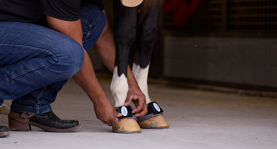 A man putting the SmartTherapy magnetic hoof wrap on a horse.