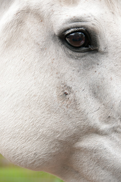 sarcoid on a grey horse's cheek