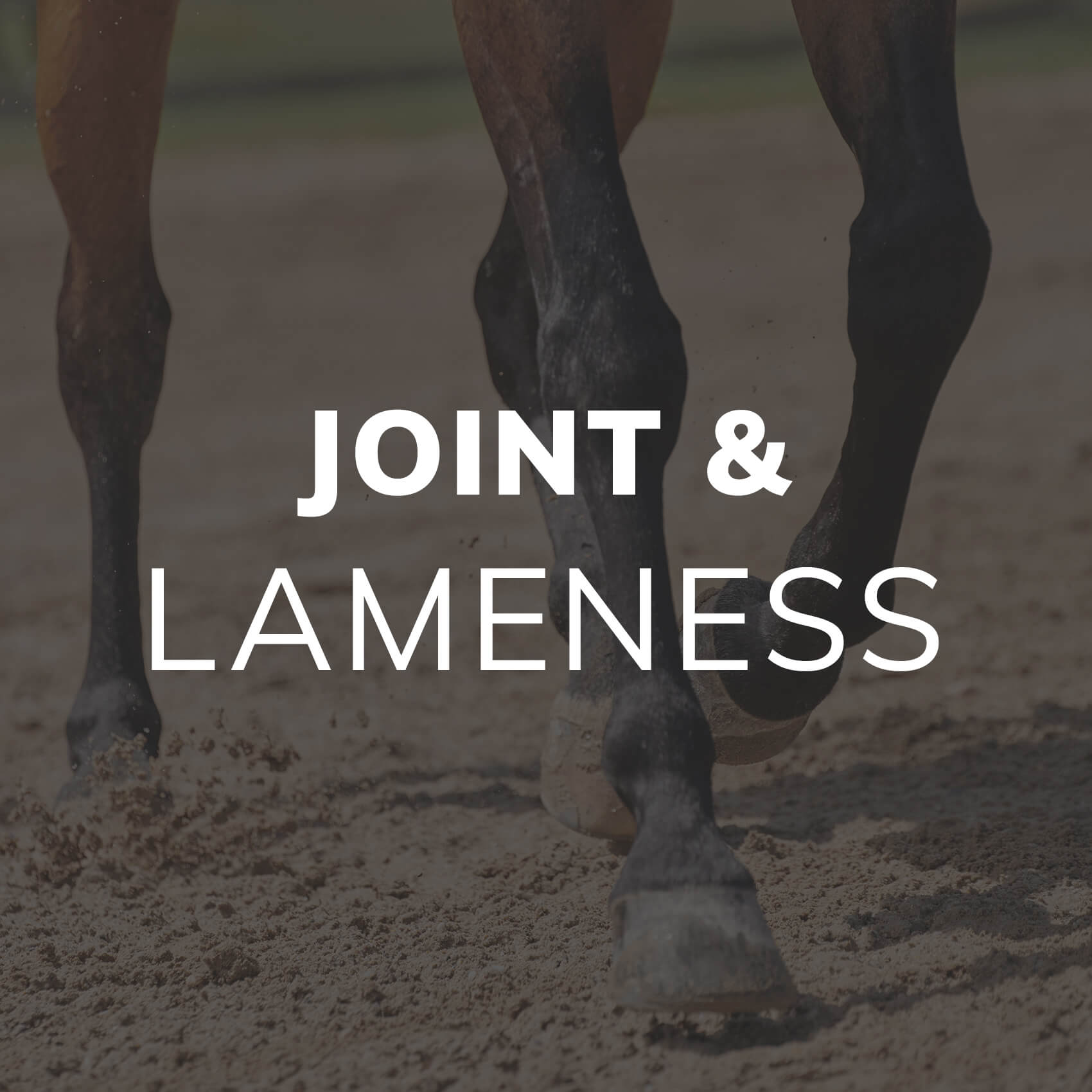 Joint & Lameness