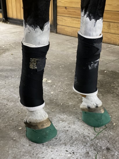 A horse's front legs with poultice under standing wraps and packed hooves.