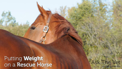 Putting Weight on a Rescue Horse