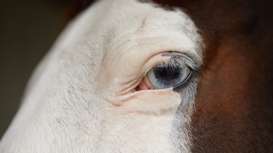 Close up on the blue eye of a skewbald horse