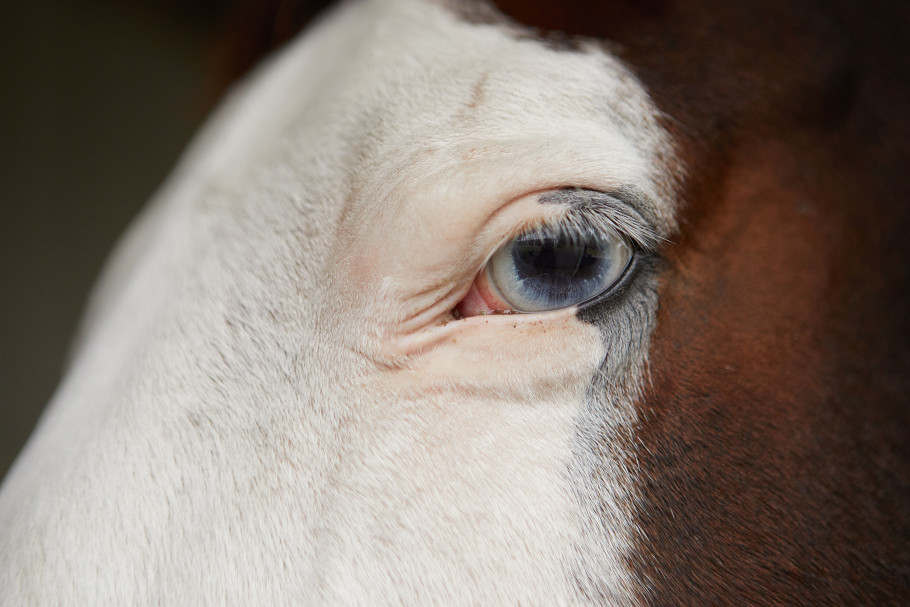 Close up on the blue eye of a skewbald horse