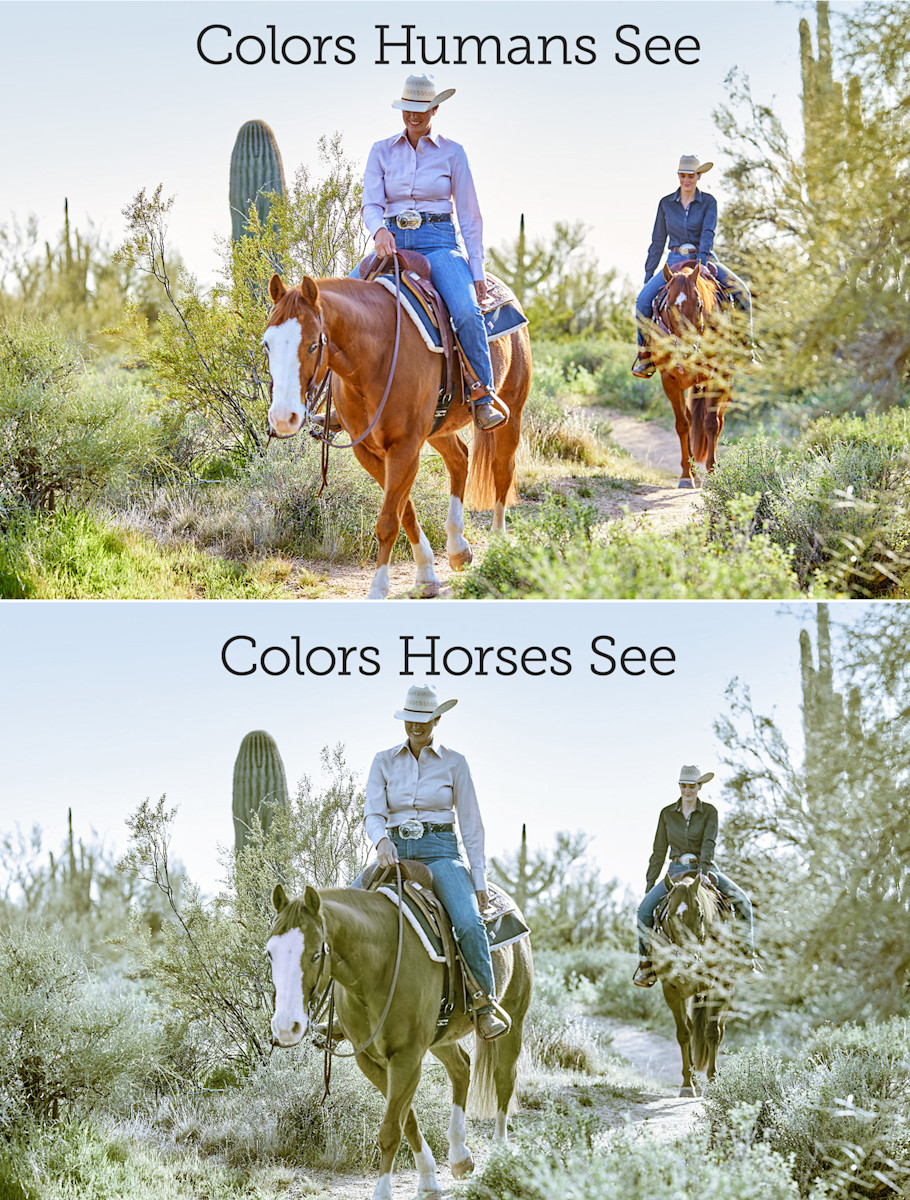 example western photo showing colors horses see versus colors humans see