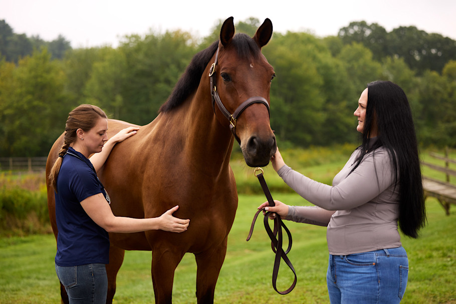 Equine veterinarian performing a physical exam on a bay horse.