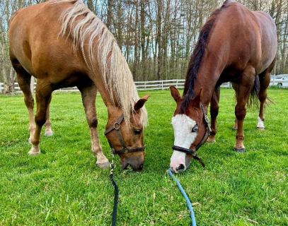 SmartPaker Barn Staple: ShowSheen® Hair Polish