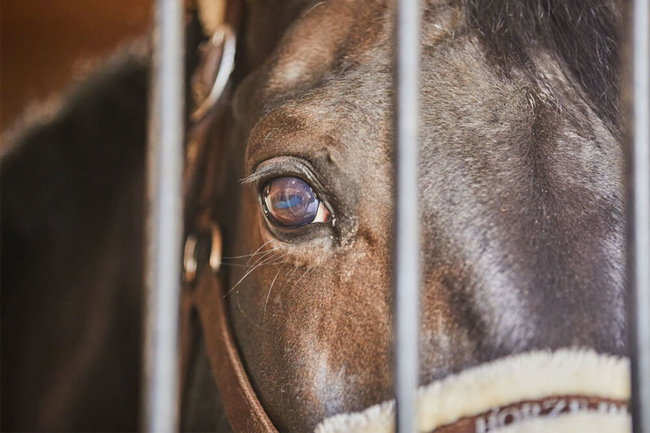 Close up view of an alert horse's eye.
