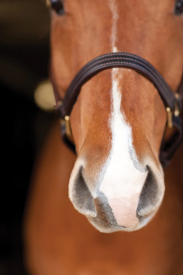 Close up view of the white muzzle of a chestnut colored horse.