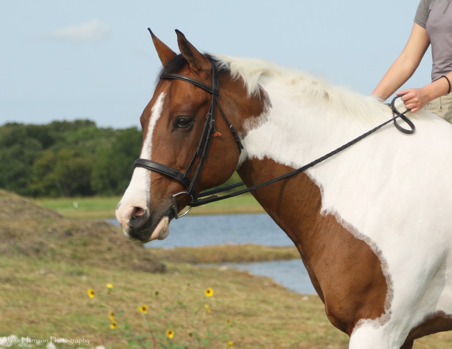Paint Horse with bright white markings being ridden in English bridle with green and water in background