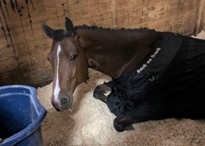 Bay horse lying down in stall while wearing Back on Track Mesh Sheet