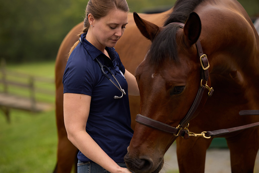 An equine veterinarian examining a bay horse