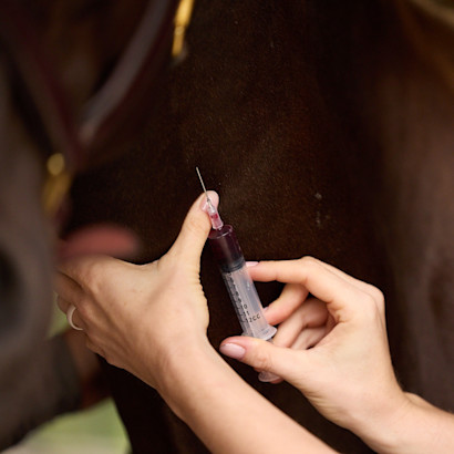 Veterinarian drawing blood from a horse's neck with a syringe. 
