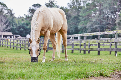 Green Spring Grass Woes: How I Manage My Horse on Fresh Grass