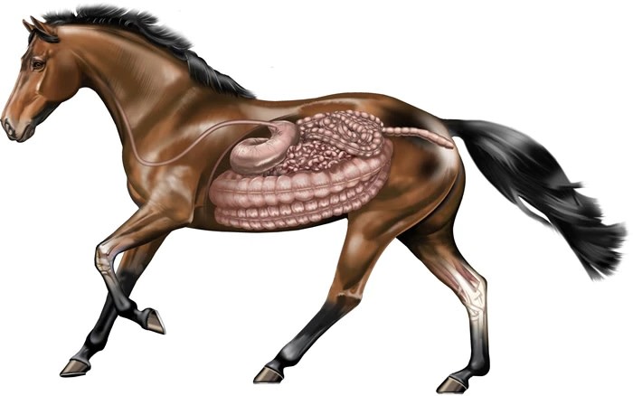 illustration of a horse cantering showing the internal digestive system
