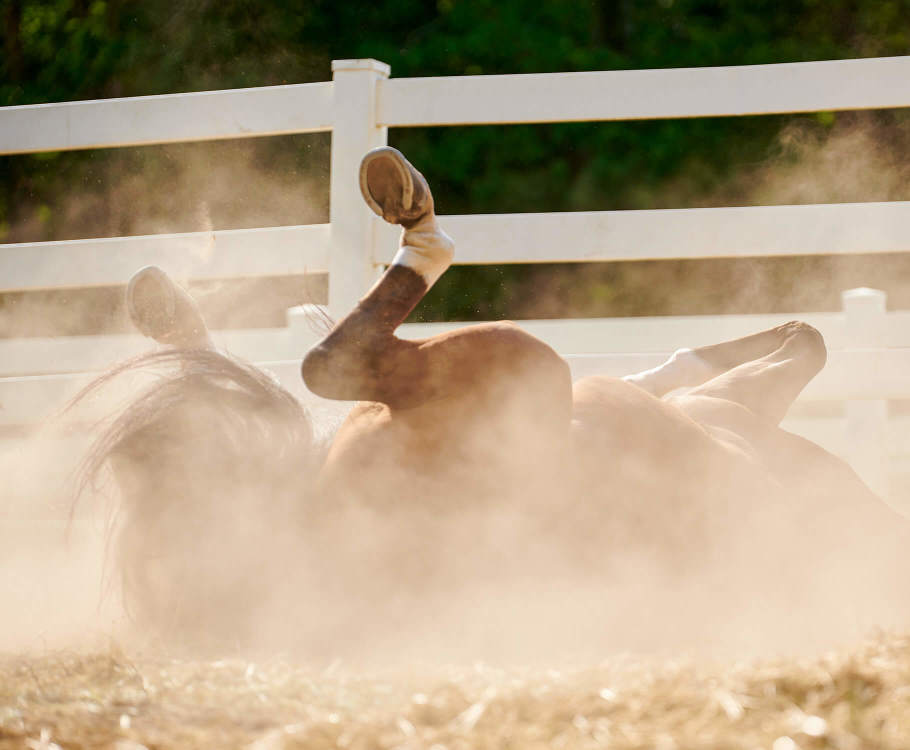 A horse rolling on its back in a dusty paddock