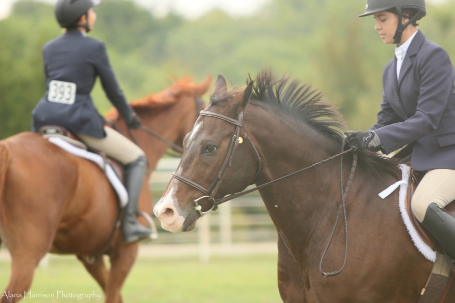 Two hunt-seat riders at a show on a chestnut and dark bay horse with trees in background