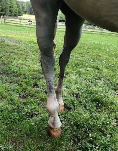 A horse with a swollen back leg from cellulitis outside in pasture. 