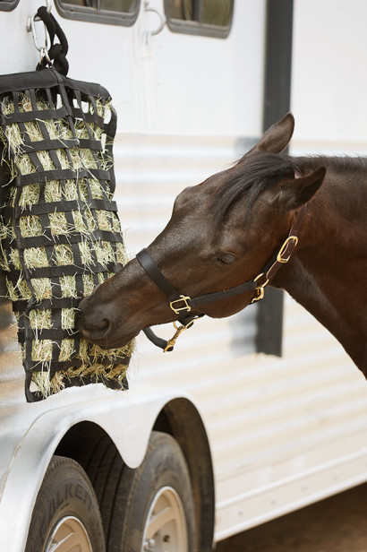 A horse eating out of a hay net hanging on a trailer