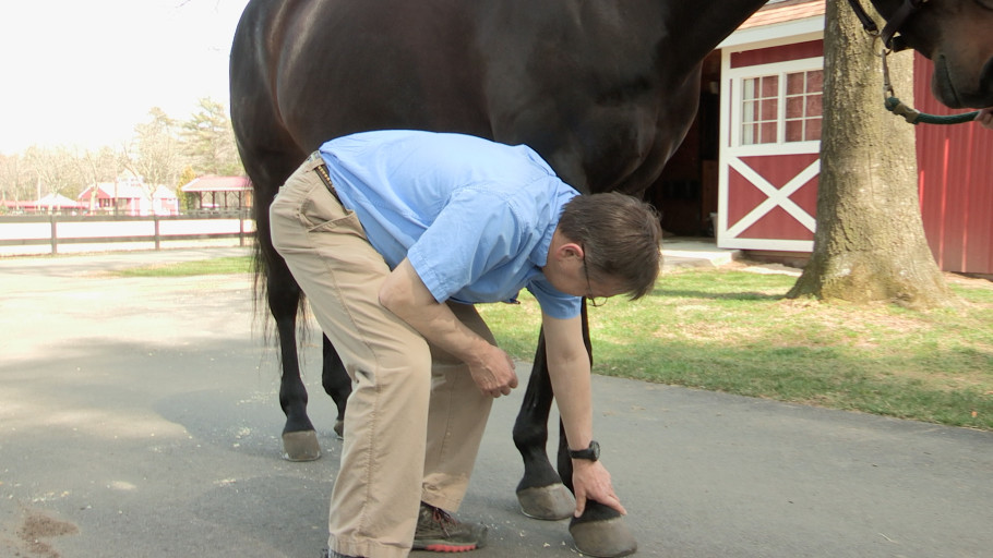 equine veterinarian feeling a horse's lower leg and hoof during lameness exam.