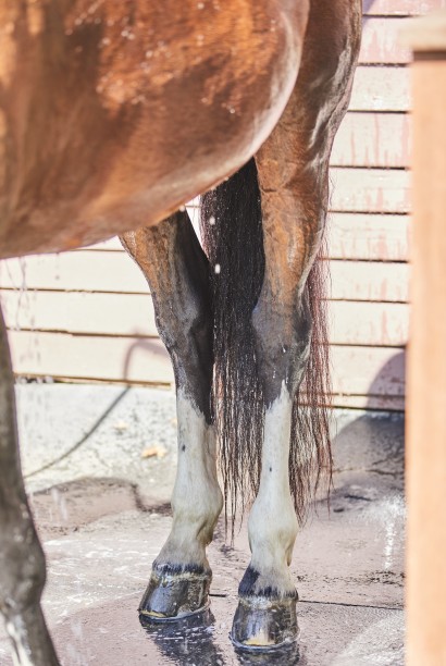 Horse in wash stall for sheath cleaning.