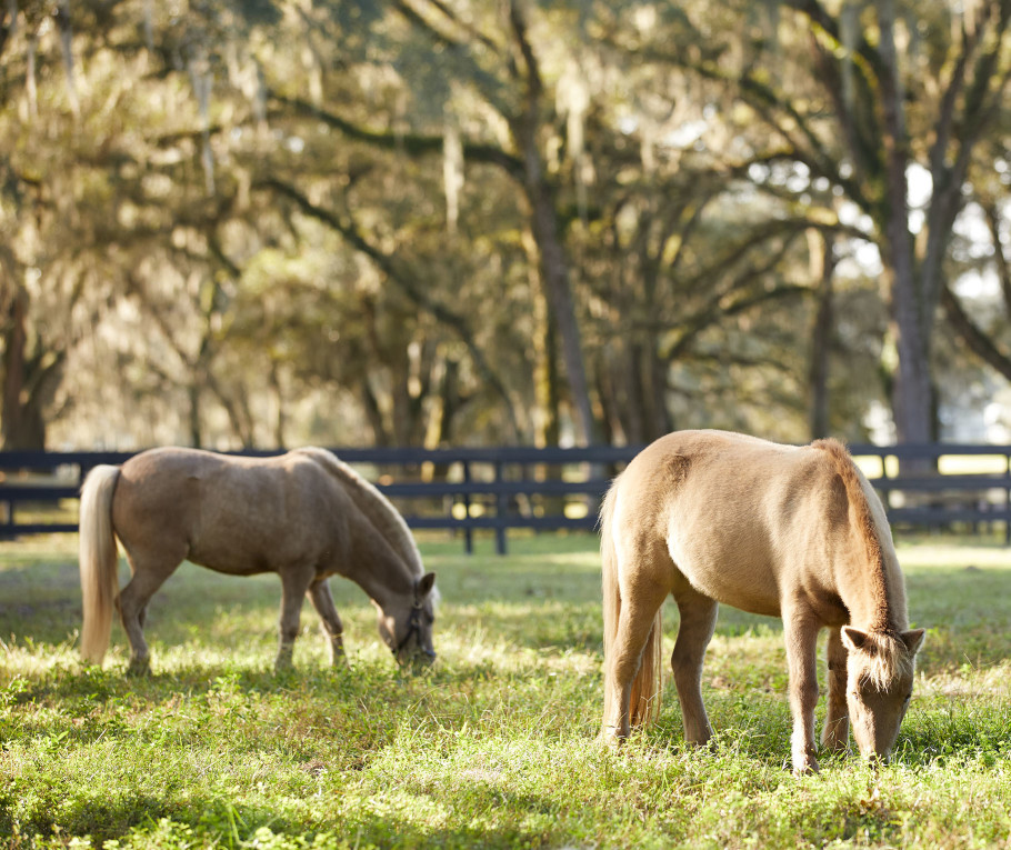 two miniature horses grazing in lush pasture