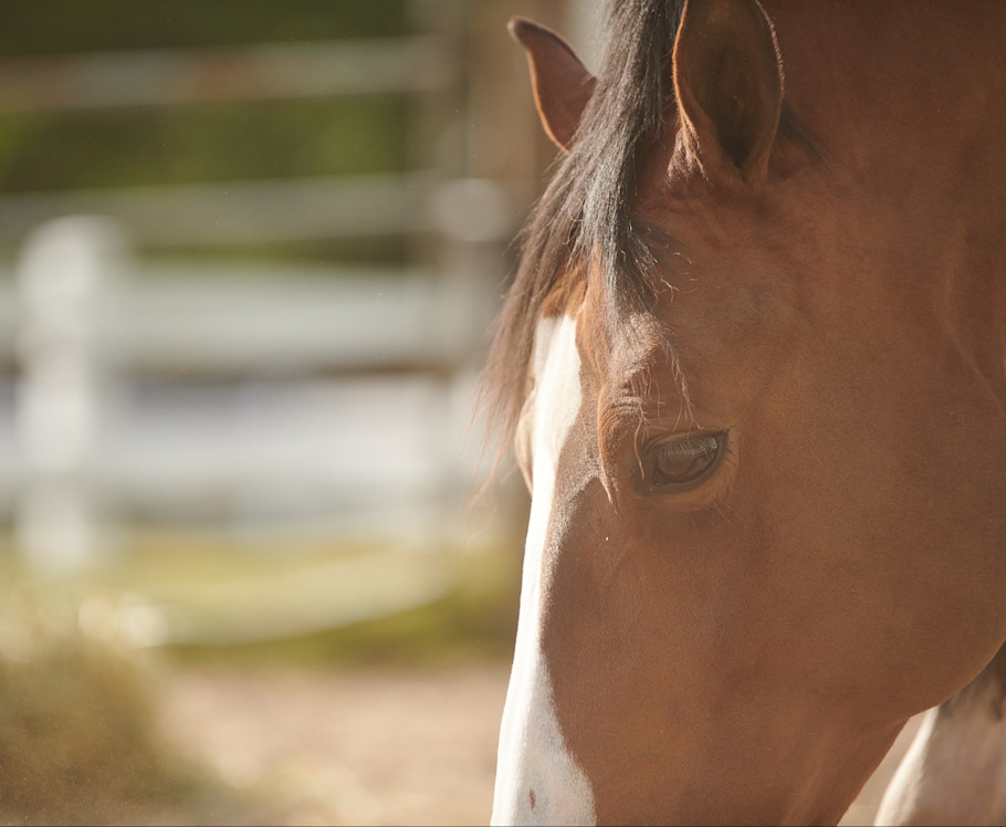 close-up side profile of a brown horse's face with hazy, dusty air behind them