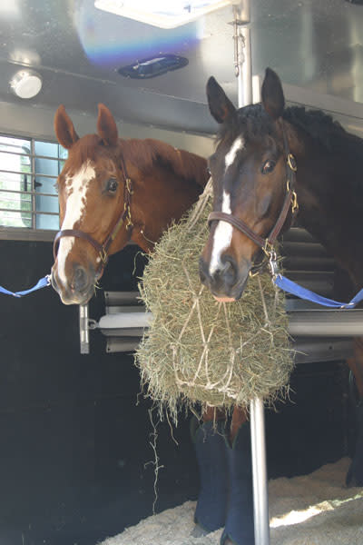 two horses in the trailer