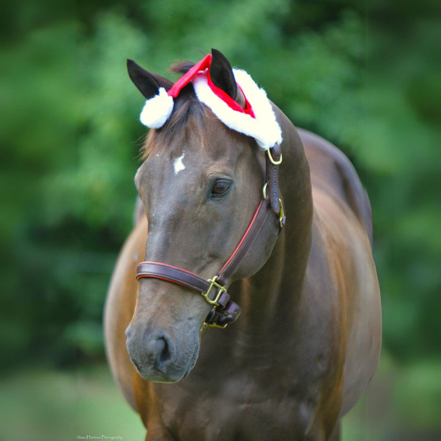 Bay horse with white star wearing Santa hat