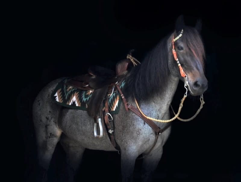 Blue roan Mustang with Western saddle and headstall against black background