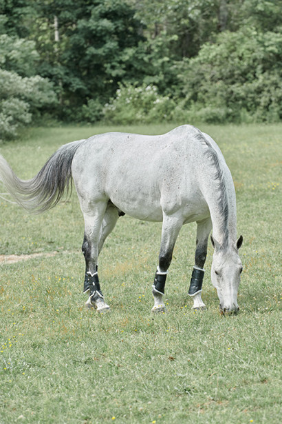 A grey horse with turnout boots in grazing in a paddock.