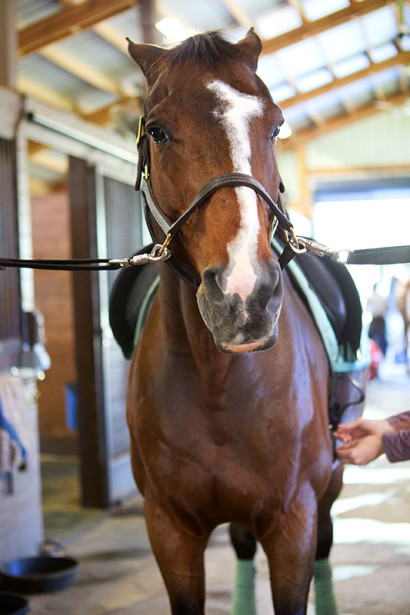 A girthy horse with ears back being tacked up on cross ties