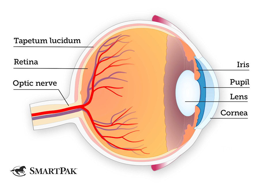 Diagram showing the anatomy of a horse's eye