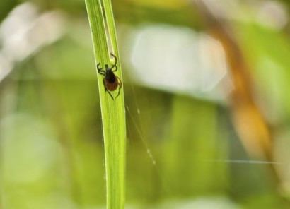 tick on blade of grass