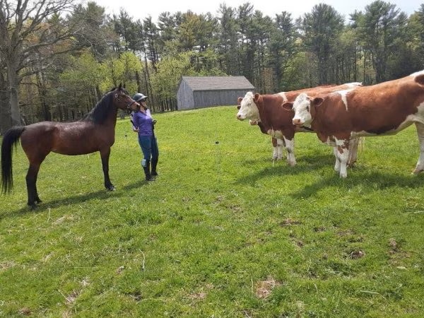 A woman and bay horse looking at cows in a pasture.