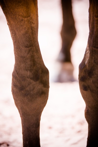 Close up view of a horses knee
