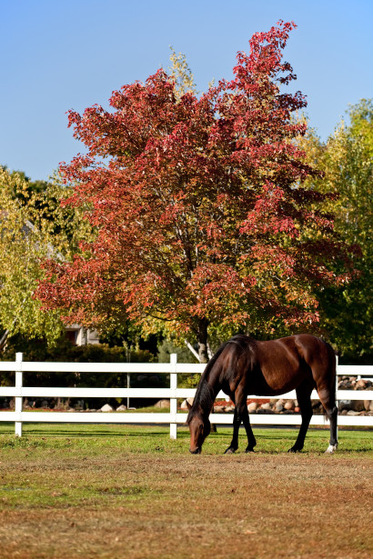 Bay Quarter Horse mare grazing in a pasture by a red maple tree. 