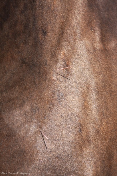 acupuncture needles on a horse's shoulder