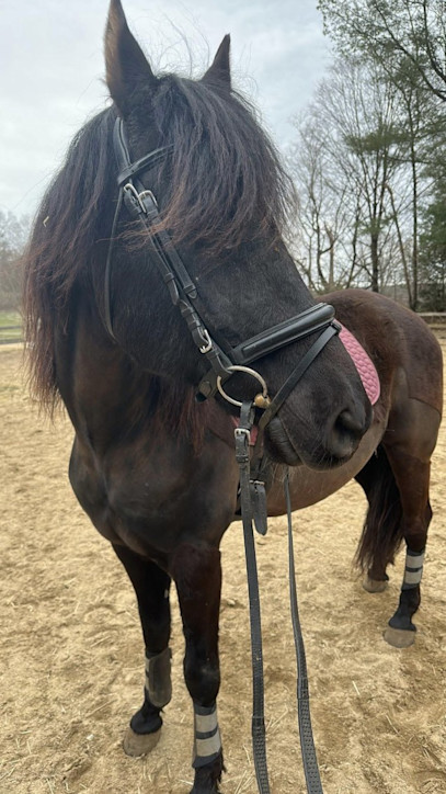 2026 Goals for Nemo and Goose