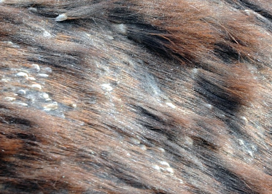 rain rot on horses coat