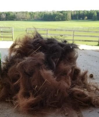 pile of horse hair shed out